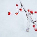 bsOHT98_yukitonanakamado